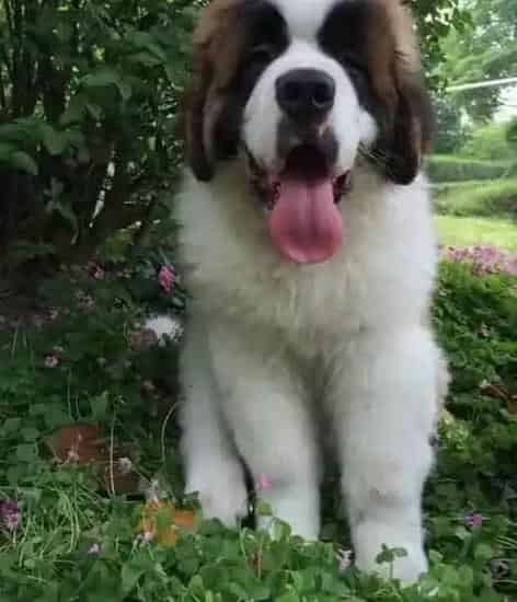 圣伯纳犬|圣伯纳犬不喜欢带牵引绳怎么办
