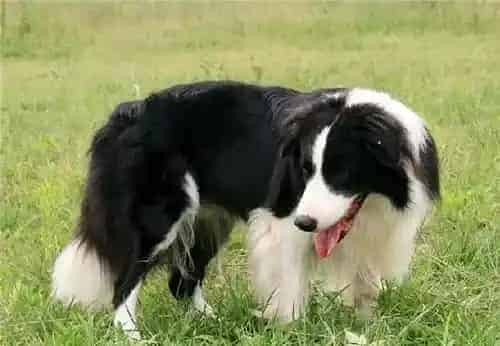 边境牧羊犬厉害不 边境牧羊犬是很顺从的狗狗 | 边境牧羊犬