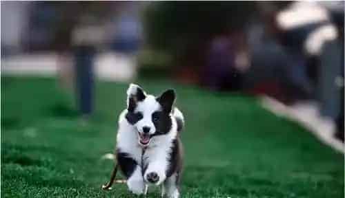 边境牧羊犬厉害不 边境牧羊犬是很顺从的狗狗 | 边境牧羊犬