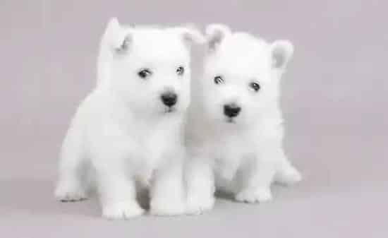 西高地|给西高地犬吃糖的坏处有哪些