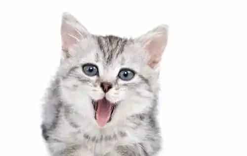 猫喜欢什么玩具 猫咪玩具的种类大排名 | 猫