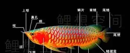 龙鱼的特征和生长发育介绍