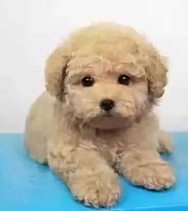 泰迪犬|雨季大作战 雨季照顾泰迪犬要注意五点