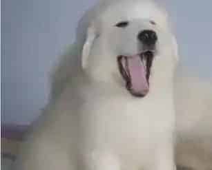 大白熊犬|大白熊犬的饮食方面我们要特别的注意