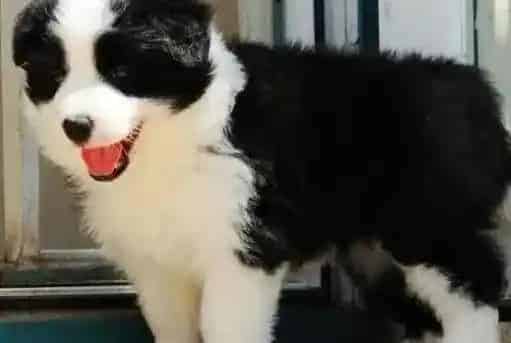 边境牧羊犬|边境牧羊犬患上皮肤病，有红点如何医治