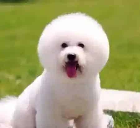 比熊犬|三个月的比熊犬咳嗽流鼻涕 求指迷津