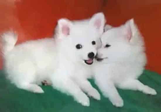 银狐犬|银狐犬球虫感染什么也不愿吃怎么解决这个问题