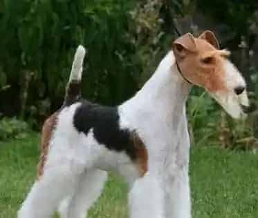 猎狐梗的喂食要点 此犬很容易患湿疹 | 猎狐梗