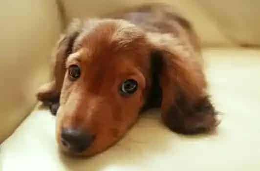 腊肠犬|腊肠犬禁食的食物列表有哪些