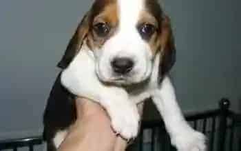 比格犬|哪些食物是比格犬一定要远离的
