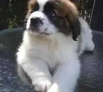 圣伯纳犬|如何照顾才出生的圣伯纳犬最放心