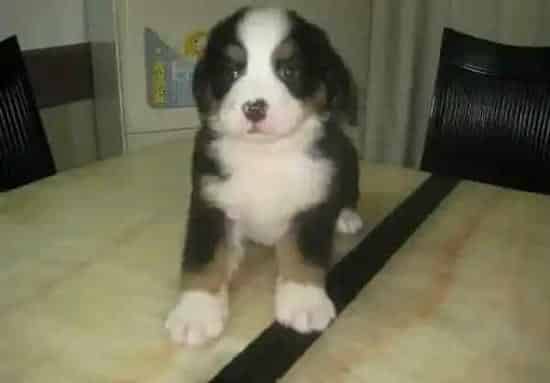 伯恩山犬|伯恩山犬犬瘟 挂完水不想进食正常吗