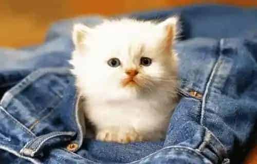 伯曼猫能喝纯牛奶吗 学会健康喂养猫咪 | 伯曼猫