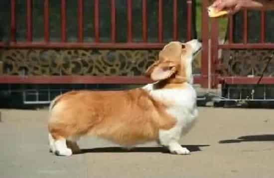 柯基犬|柯基犬毛量少,毛色不好吃什么可以改善