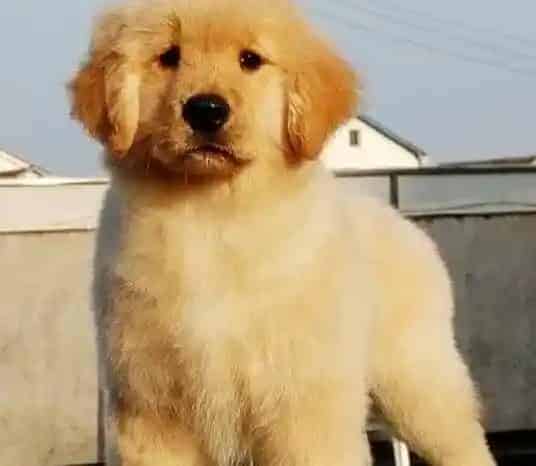 金毛|金毛犬两个多月了应吃什么牌子的钙片