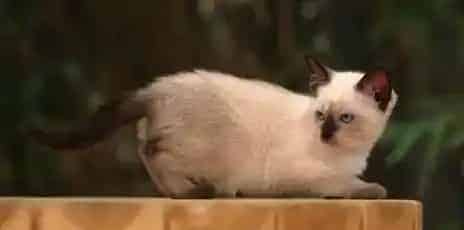 猫瘟怎么治疗 成为当前主要的猫病之一 | 猫瘟