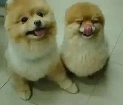 秋田犬|如何为秋田犬选择专业理想的狗粮