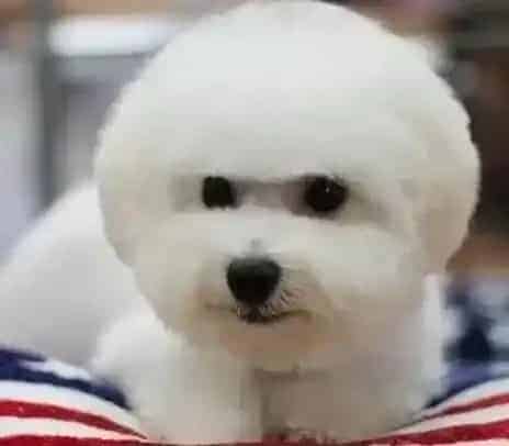比熊犬|我家比熊犬适合用什么样的牵引绳呢
