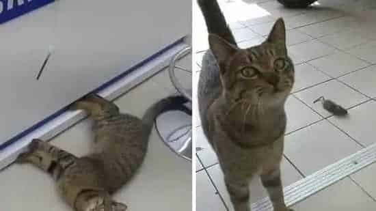 浪喵大闹通讯行 知错带着厚礼赔罪道歉 | 猫