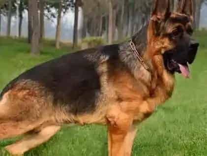 德国牧羊犬|用什么牌子的沐浴露给德国牧羊犬洗澡好呢