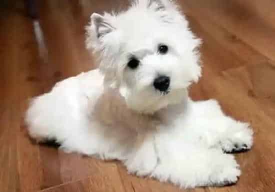 西高地|西高地疫苗齐全可以不打狂犬疫苗吗