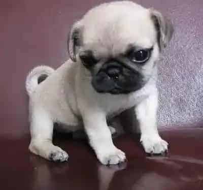 巴哥犬|哪些食物对巴哥犬的健康有极大的好处
