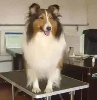 喜乐蒂|喜乐蒂犬用什么沐浴露比较好 吃什么可以美毛