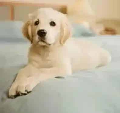 金毛|如何帮助金毛犬度过寒冷冬季