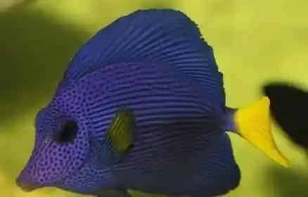 紫吊吃什么 每天建议喂食3次