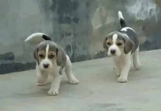 比格犬|比格犬换牙期间不吃东西是正常现象吗