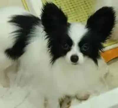 蝴蝶犬|蝴蝶犬就是轻微感冒一直不好怎么办