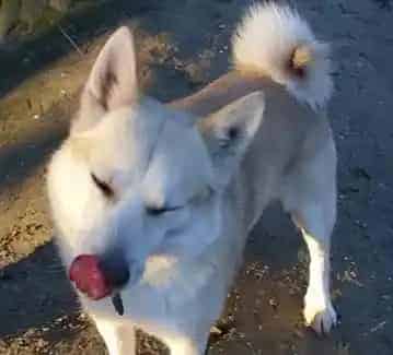 挪威布哈德犬的寿命 大概在12-15年左右 | 挪威布哈德犬