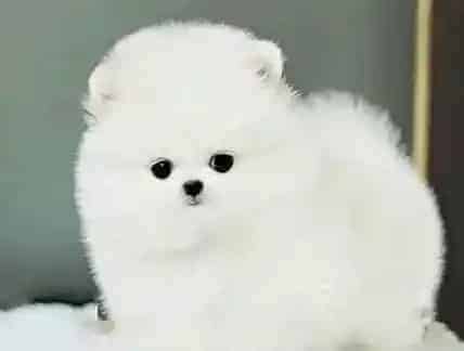 博美犬|给博美犬洗澡时易犯的两点错误