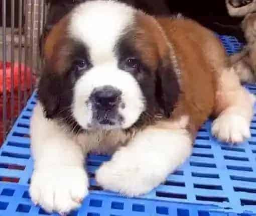 圣伯纳犬|圣伯纳犬换牙期间怎么才能让它不乱咬东西