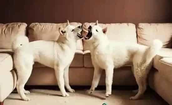 秋田犬|给秋田犬止血的家庭常备药有哪些