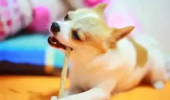 吉娃娃|做好三项工作 教你照顾好吉娃娃
