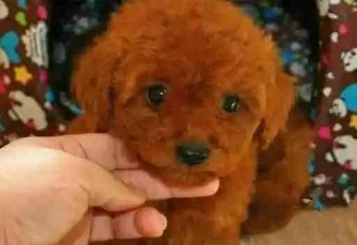 泰迪犬|如何克服泰迪犬胆小怕事的心理