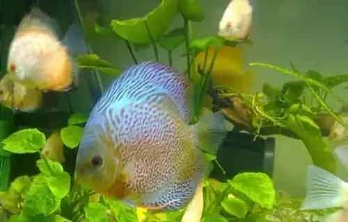 七彩神仙鱼不吃食 造成不吃食的三种原因 | 七彩神仙鱼