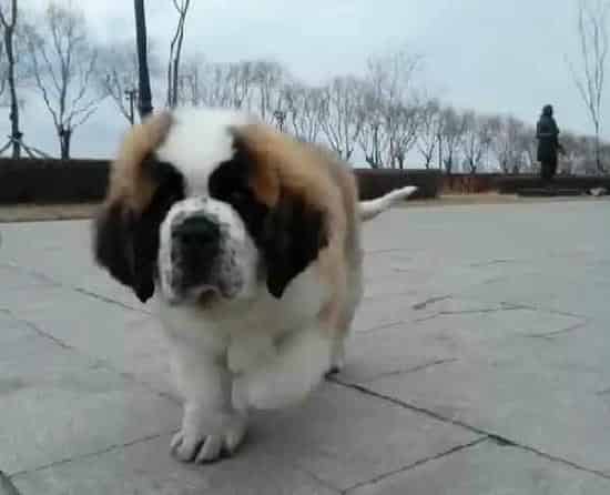 圣伯纳犬|哪些食物会让圣伯纳犬更健康