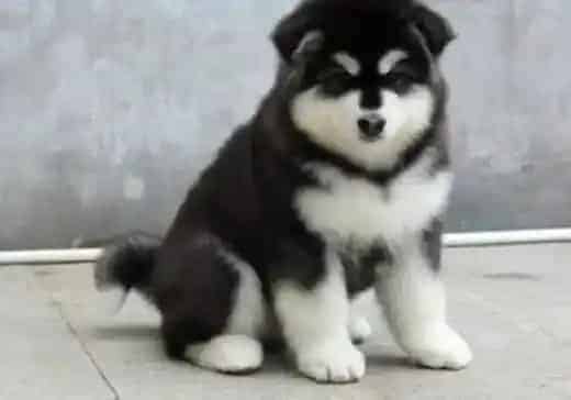 阿拉斯加犬|分析一下阿拉斯加雪橇犬被毛的毛质