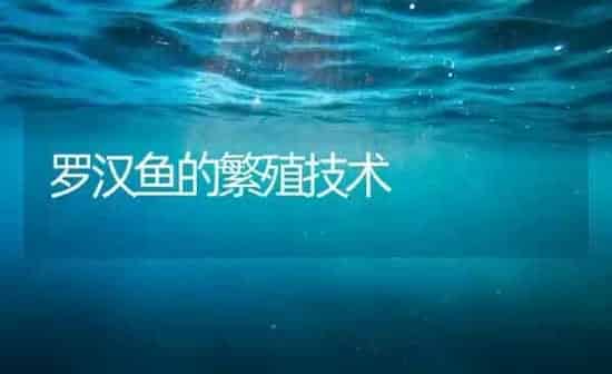 罗汉鱼的繁殖技术 | 鱼类宠物