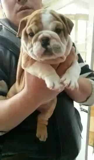 英国斗牛犬|四大原因造成斗牛犬变成“小胖子”