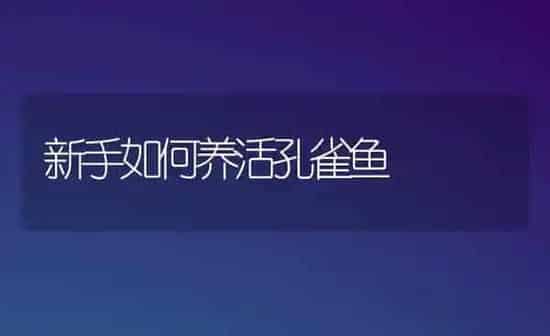 新手如何养活孔雀鱼 | 鱼类宠物