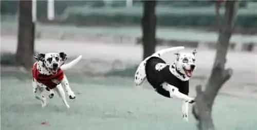 大麦町犬习性 大麦町在生活中非常的依恋主人 | 大麦町犬