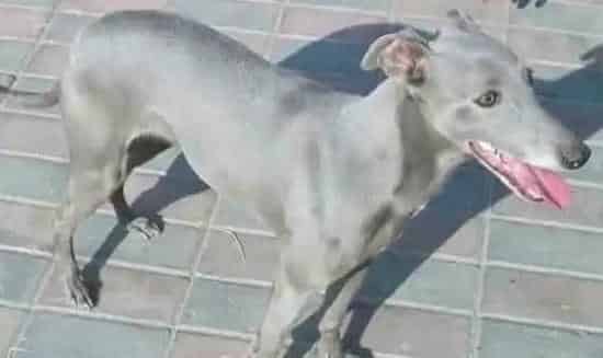 格力犬|我家格力犬又拉又吐应如何医治