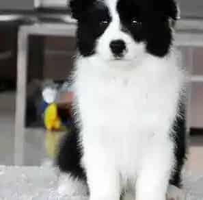边境牧羊犬|为什么边境牧羊犬对食物的要求很高