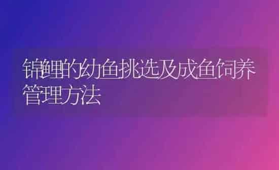 锦鲤的幼鱼挑选及成鱼饲养管理方法 | 鱼类宠物