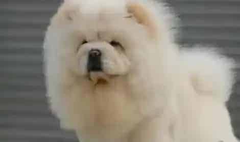 松狮犬|春季护理松狮犬我们该小心哪些问题