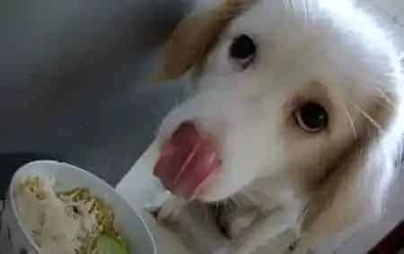 狗能吃饭吗 可以吃的但还是少吃比较好 | 狗