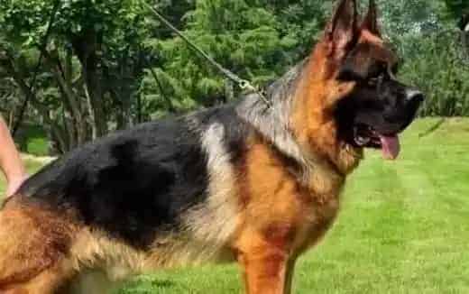 德国牧羊犬|你知道寄养德国牧羊犬前要做好哪些准备么